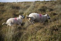 Ovinos com marcas vermelhas na grama — Fotografia de Stock