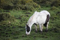 Выпас лошадей на летних пастбищах — стоковое фото