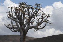 African quiver tree — Stock Photo