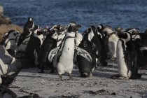 Pinguins africanos. África do Sul — Fotografia de Stock