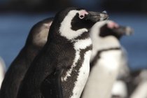 Африканские пингвины. Южная Африка — стоковое фото