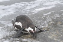 African penguin. South Africa — Stock Photo