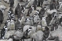 Африканские пингвины. Южная Африка — стоковое фото