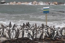 Pingüinos africanos. Sudafrica - foto de stock