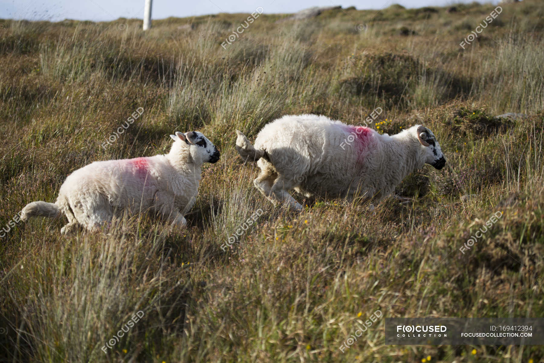 Sheep with red marks in grass — irish, farmland Stock Photo 169412394
