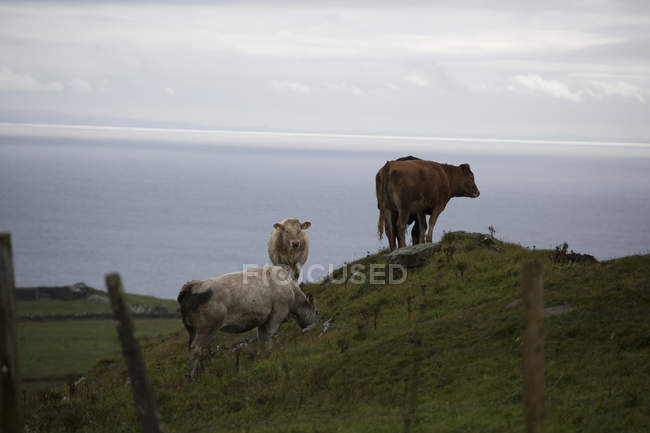 Cattle grazing on cliffs — Stock Photo
