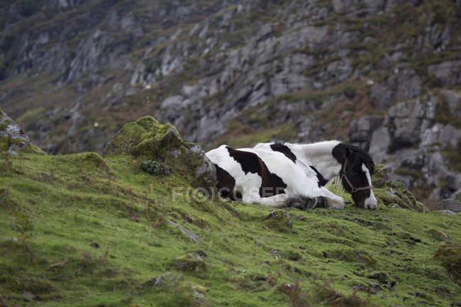Cavalo deitado no pasto da montanha — Fotografia de Stock