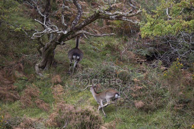 Ciervos corriendo en el bosque - foto de stock