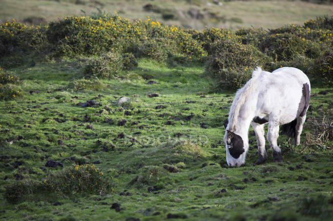 Pastoreo de caballos en pastos de verano - foto de stock