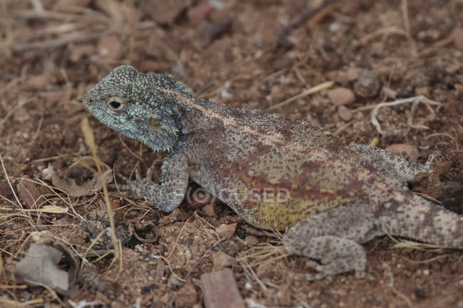 Mountain lizard in desert — Stock Photo