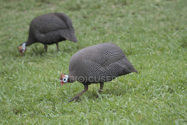 Aves de guineafowl con casco pastoreando - foto de stock