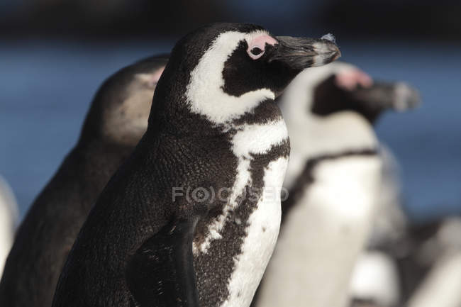 Африканський пінгвінів. Південно-Африканська Республіка — стокове фото