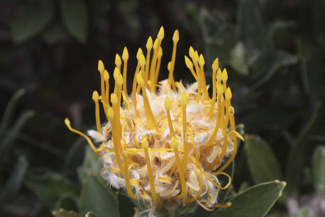 Protea planta no jardim botânico — Fotografia de Stock
