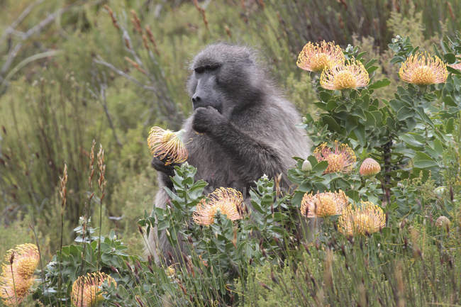 Бабуин ест цветы — стоковое фото