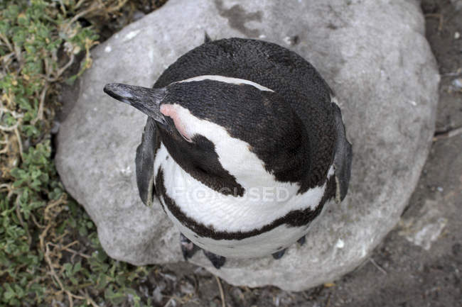 Африканский пингвин. Южная Африка — стоковое фото