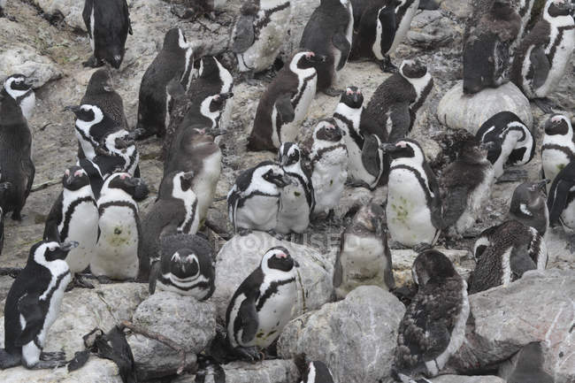 Des pingouins africains. Afrique du Sud — Photo de stock
