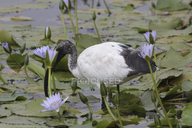 Ibis marchant dans un marais fleuri — Photo de stock