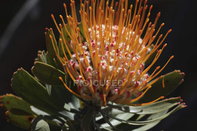 Protea plant in botanical garden — Stock Photo