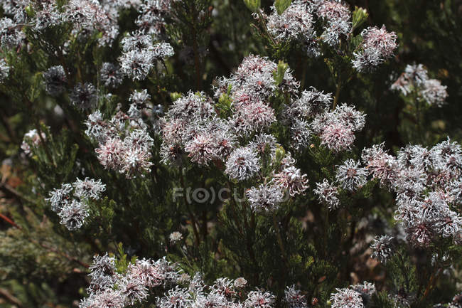 Flores en jardín botánico - foto de stock