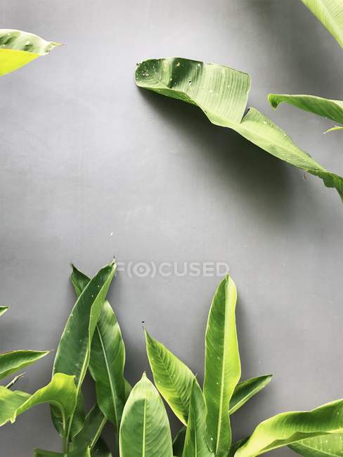 Banana leaves placed on grey surface — Stock Photo