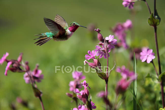 Rubinkehlkolibri und rosa Sommerblumen — Stockfoto