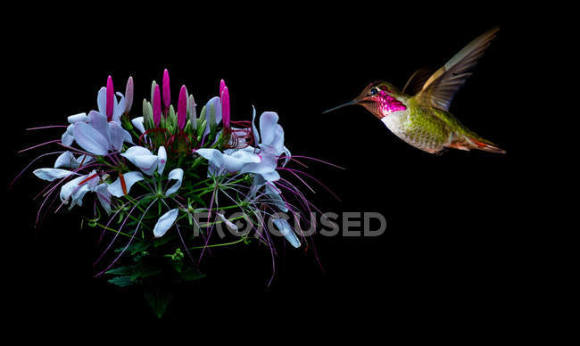 Kolibri besucht tropische Blume schwarzen Hintergrund — Stockfoto