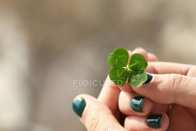 Four leaf clover in female hands — Stock Photo