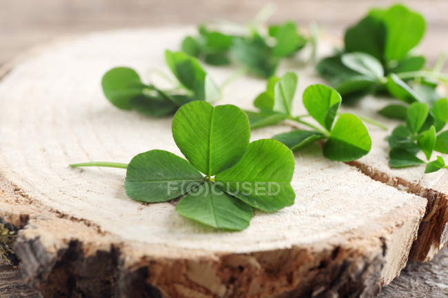 Hojas de trébol verde - foto de stock