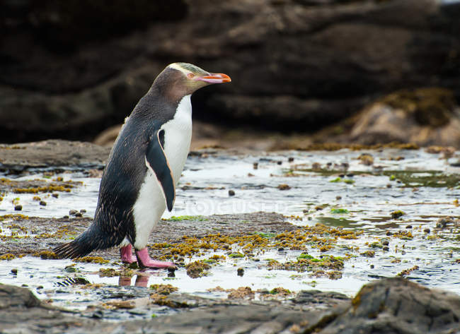 Pingouin aux yeux jaunes — Photo de stock