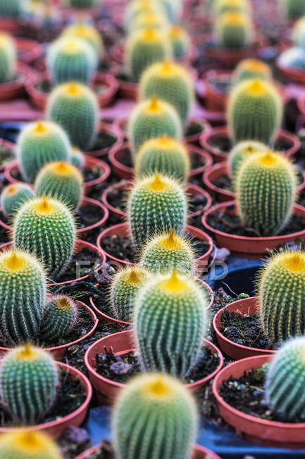 Cactus que crecen en macetas - foto de stock