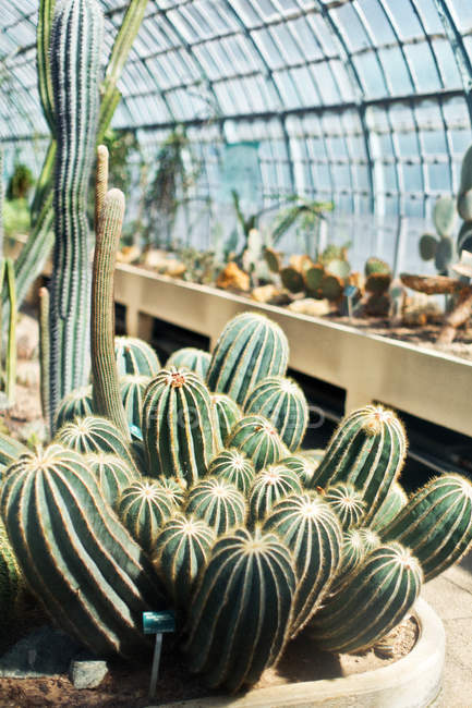 Cactusesin  Botanical Garden — Stock Photo