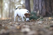 Jack russell terrier a piedi — Foto stock