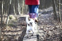 Jack russell terrier follows behind woman — Stock Photo
