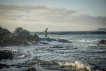 Hombre con tabla de surf en las manos caminando sobre rocas - foto de stock