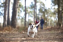 Jack russell terrier correndo na floresta — Fotografia de Stock