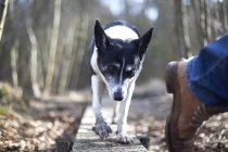 Paseo del perro en el bosque - foto de stock