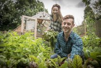 Gärtner arbeiten im Gemüsegarten — Stockfoto