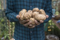 Jardinero sosteniendo patatas en las manos - foto de stock