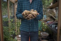 Jardinier tenant des pommes de terre dans les mains — Photo de stock