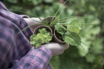 Садовник держит растения в горшках — стоковое фото