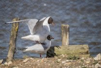 Lindas gaivotas mediterrânicas — Fotografia de Stock