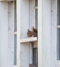 Red squirrel sitting in window frame — Stock Photo