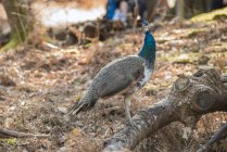 Beautiful peahen roosting — Stock Photo