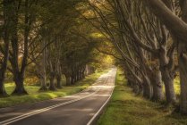 Ландшафтная дорога в лесной местности — стоковое фото