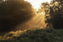 Sunrise landscape in misty New Forest — Stock Photo