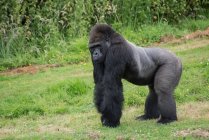 Gorilla on field in captivity — Stock Photo