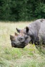 Чорні носороги на зелений Луці — Stock Photo