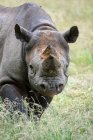 Чёрный носорог на зелёном лугу — стоковое фото