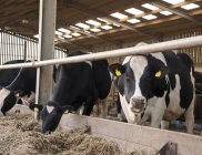 Коровы в молочном сарае — стоковое фото