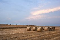 Landscape of hay bales in field — Stock Photo